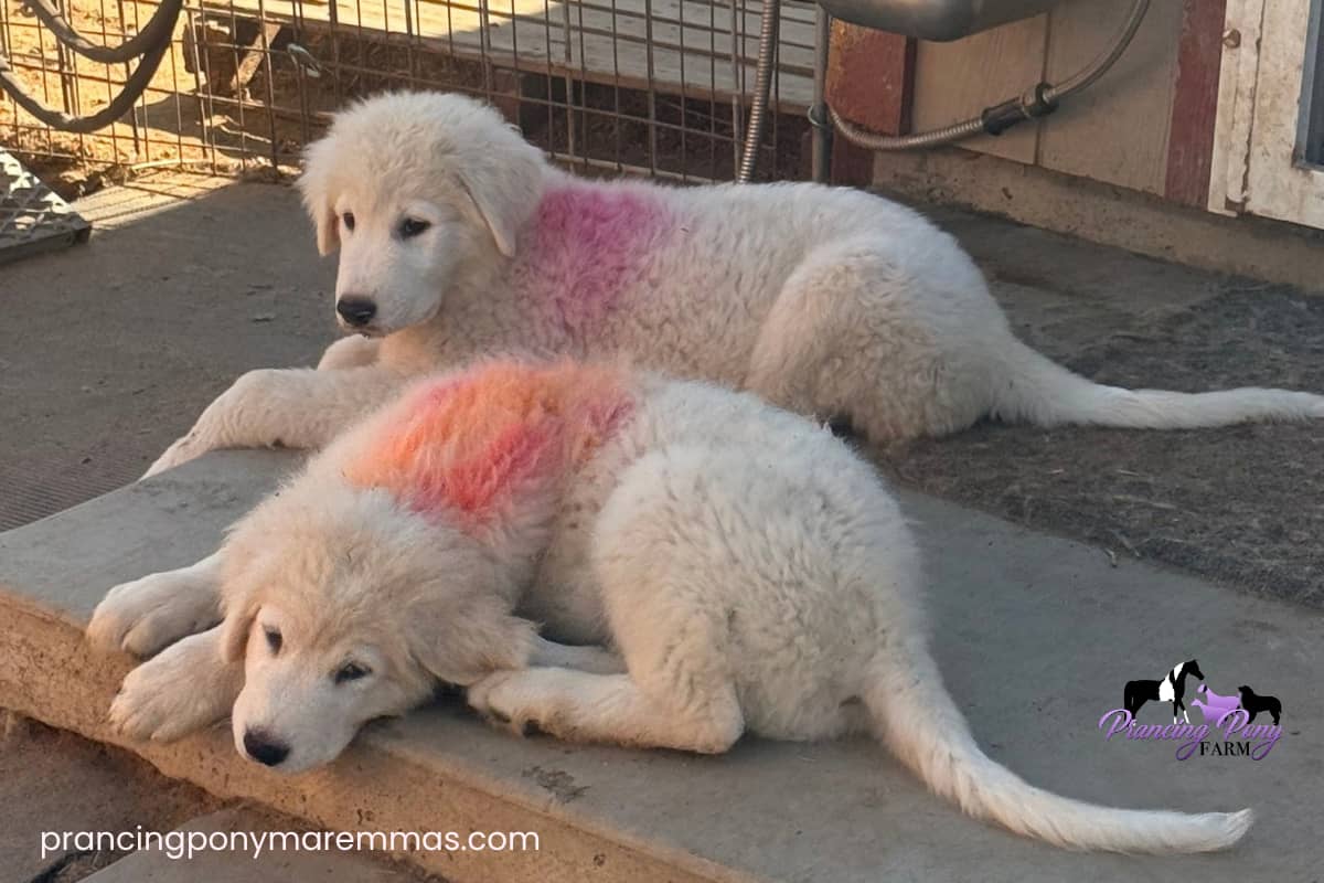 email Maremma Sheepdog: Working Dog, Companion, or Both?