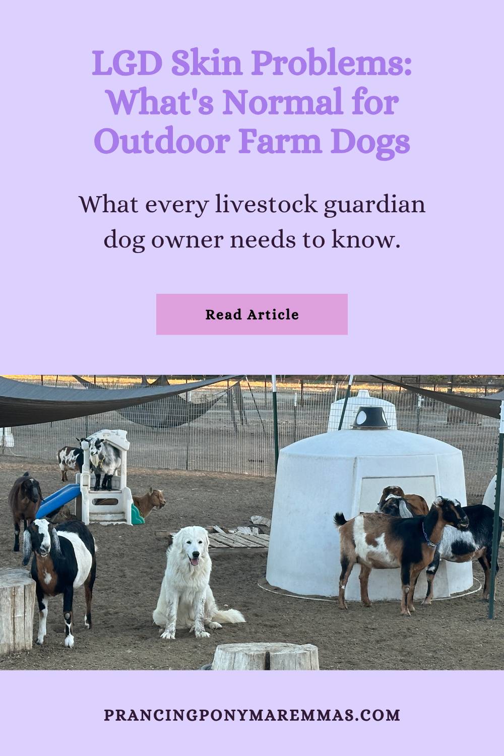 2hNaJmdwtpYFMGzzK4fCCp Your farm dog is going to look like a farm dog (and that's okay)