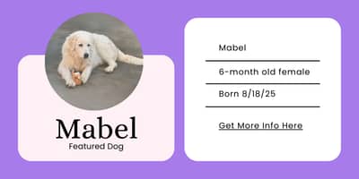 email Survey results: You told me to revive what I already built (and create something exclusive)