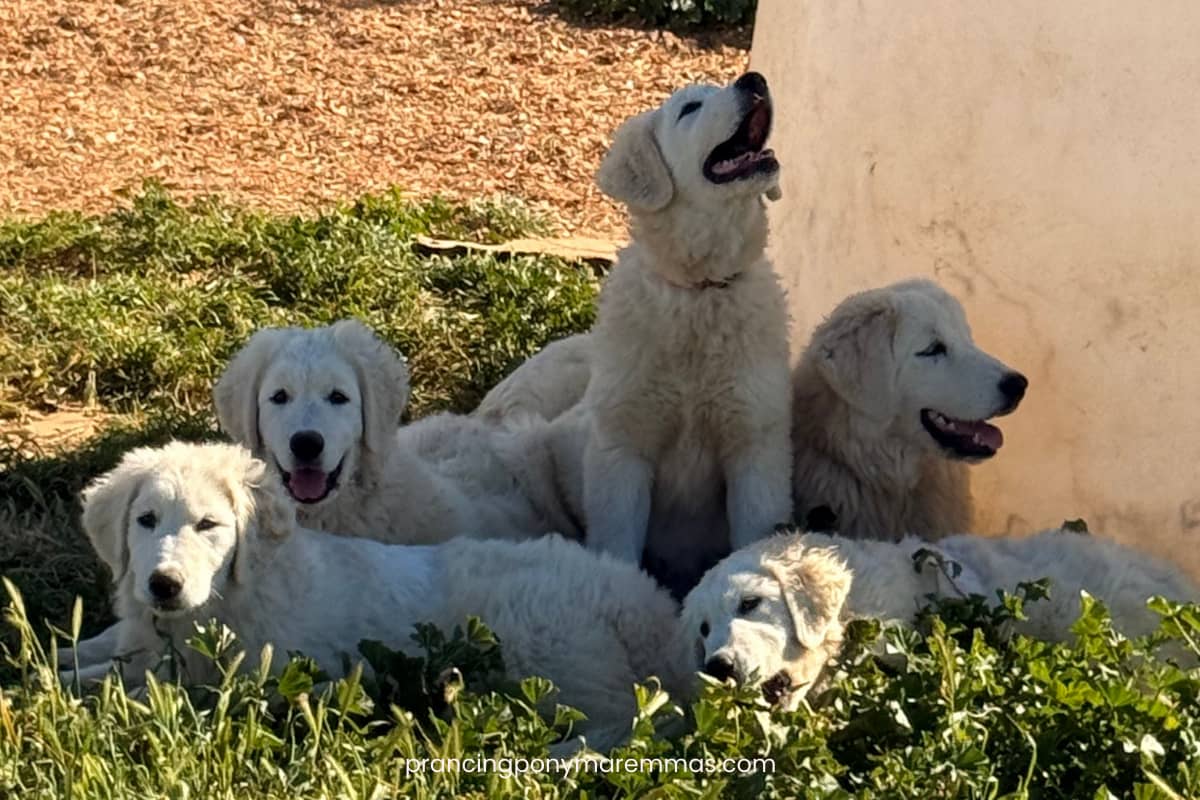 Maremma Sheepdog puppies resting calmly in grass at Prancing Pony Farm during a busy farm workday