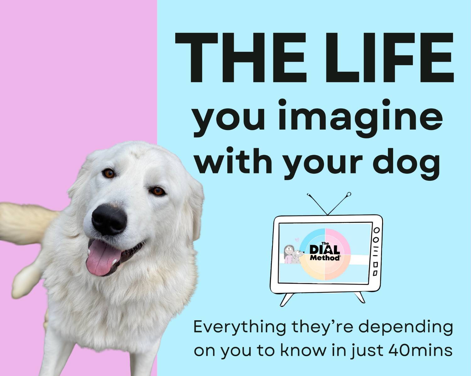 email 🦮 If you have a dog (any dog), read this