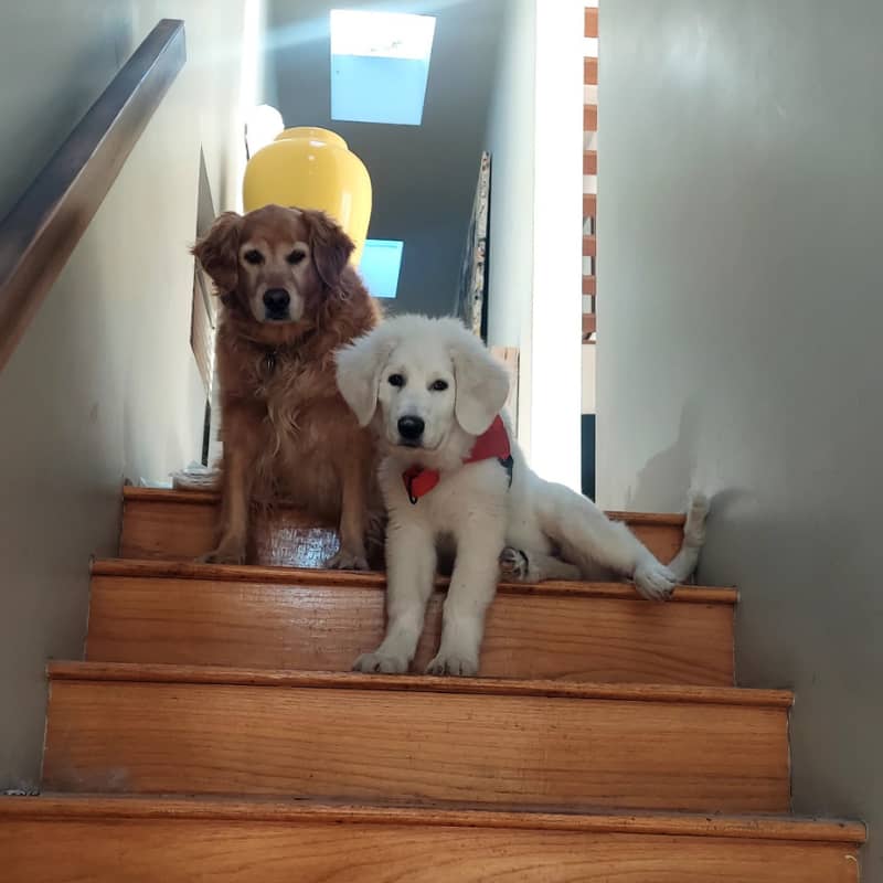 email Eight puppies, a year-long wait, and what dump trucks have to do with it…