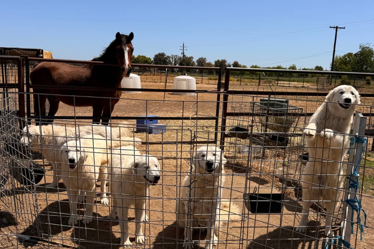 email When the Right Homes Show Up: A Week of Maremma Placements