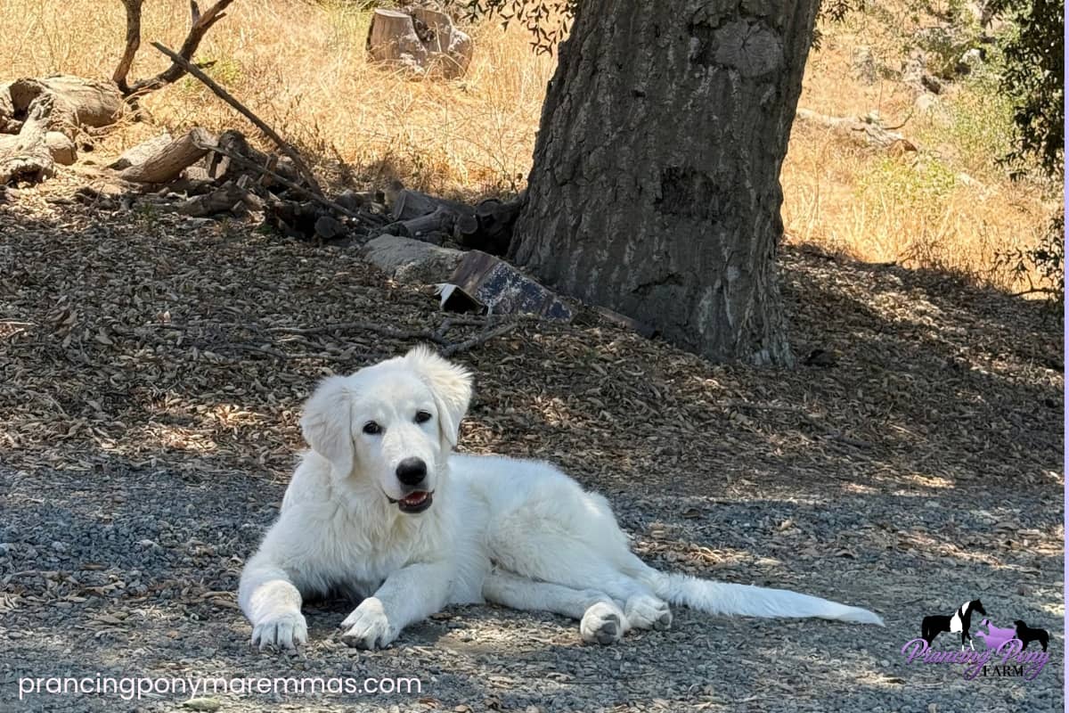 email Do Maremmas Bark at Nothing? Livestock Guardian Dog Q&A