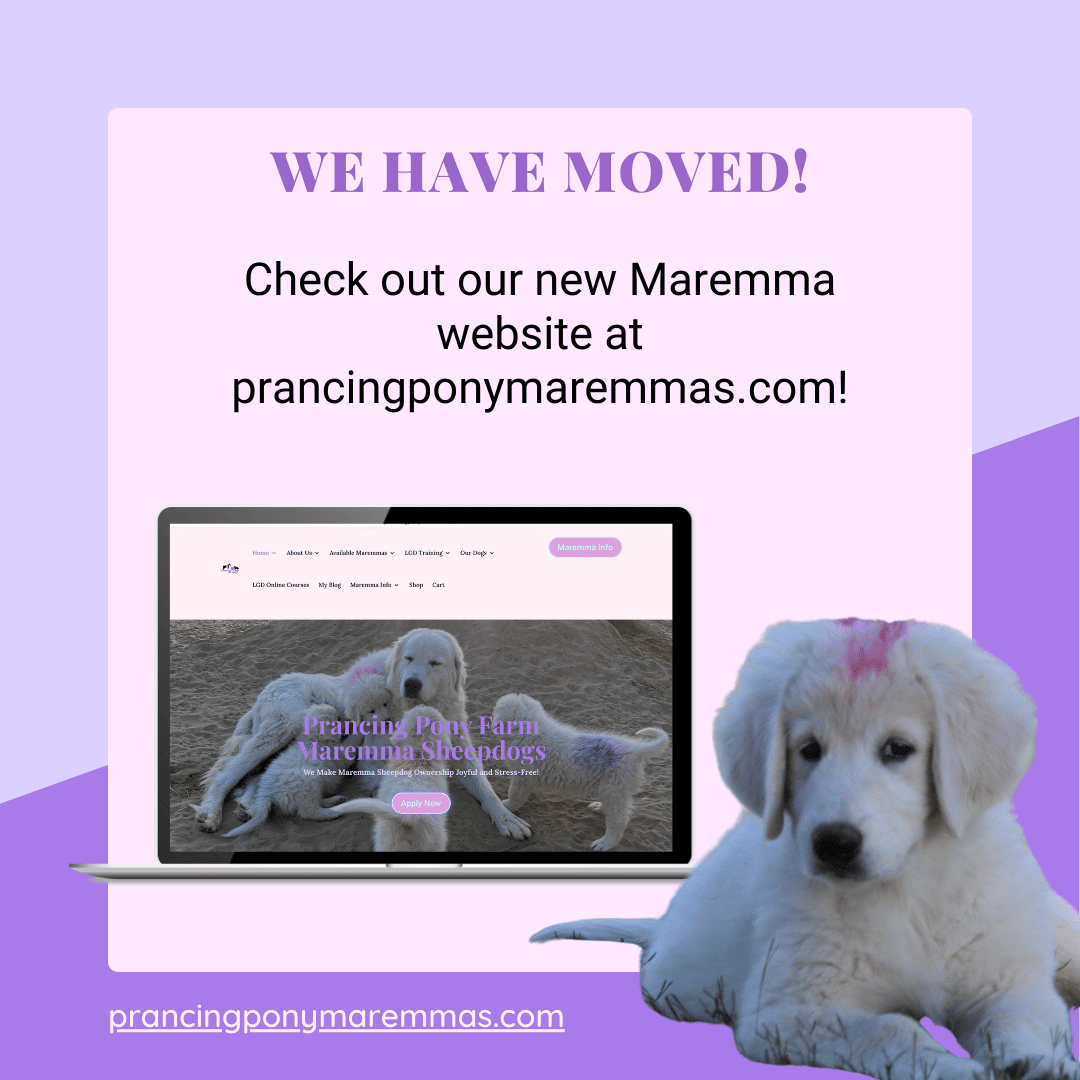 🥰 My Maremmas Help Feed the Needy. (And a LGD Training video.)