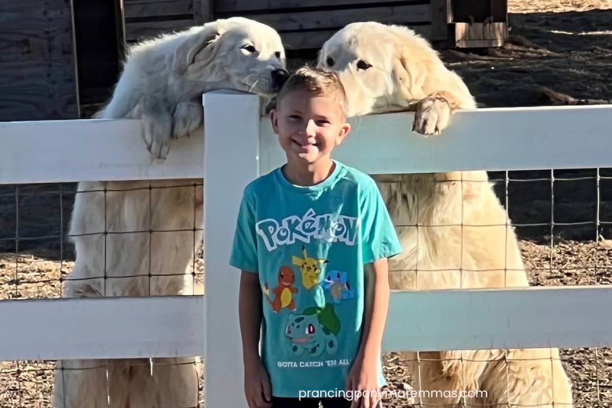 email The Maremma Sheepdog Resource the Internet Was Missing