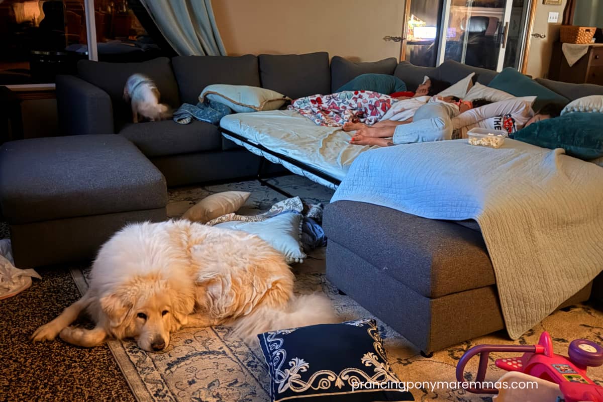 email The Airport Run That Turned Into a Maremma Puppy Day