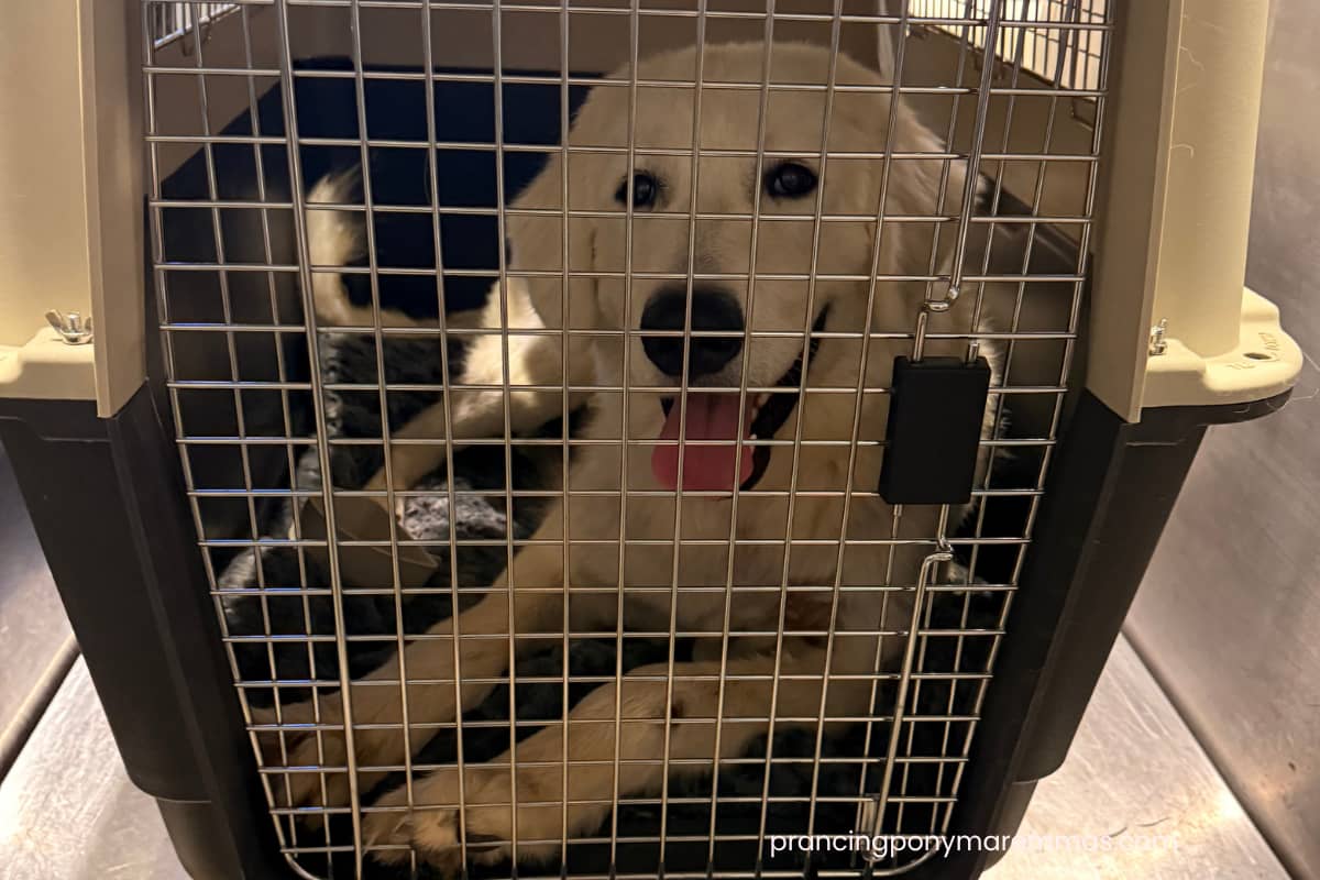 email The Airport Run That Turned Into a Maremma Puppy Day