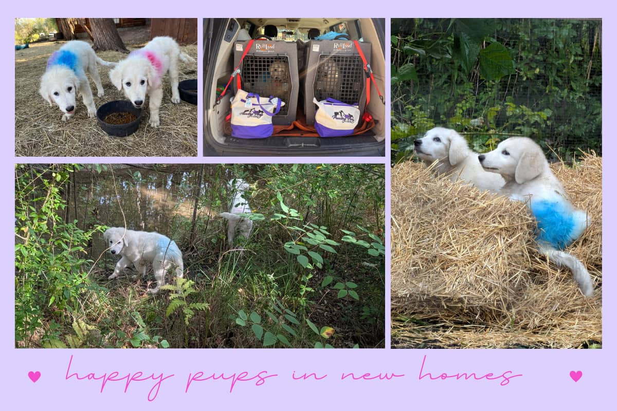 email Get Your Maremma Sheepdog Questions Answered Live, Every Week