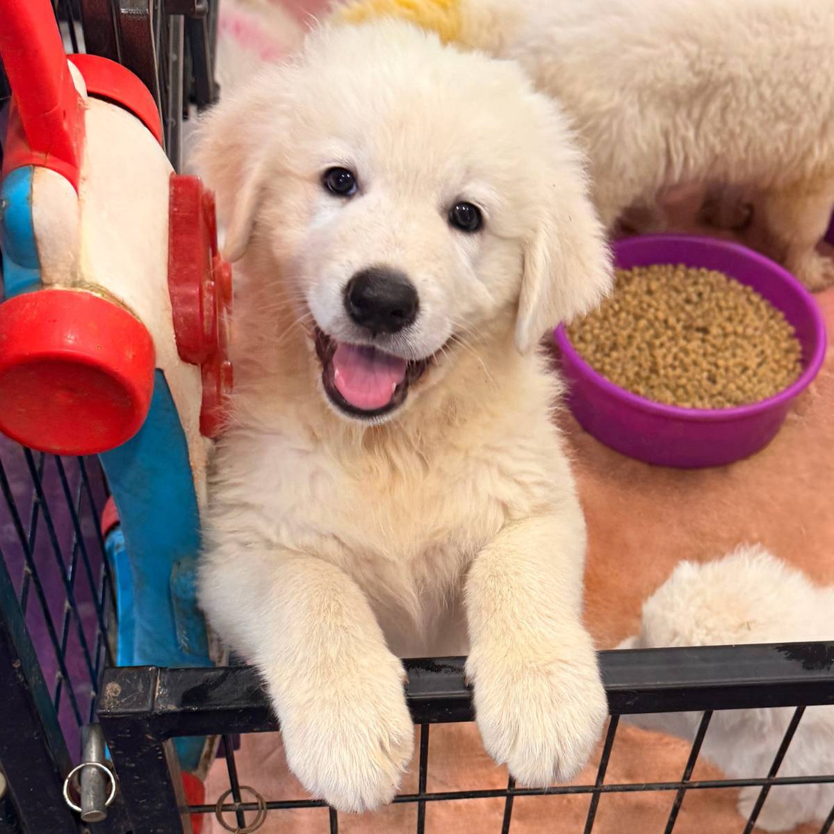 email Maremma Sheepdog Puppies: Moving Fast as Fall Approaches