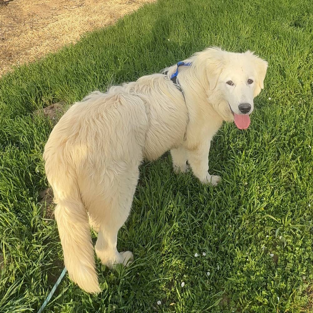 bqjovaVU9N7AZTyHgif4n3 🦮 If you have a dog (any dog), read this