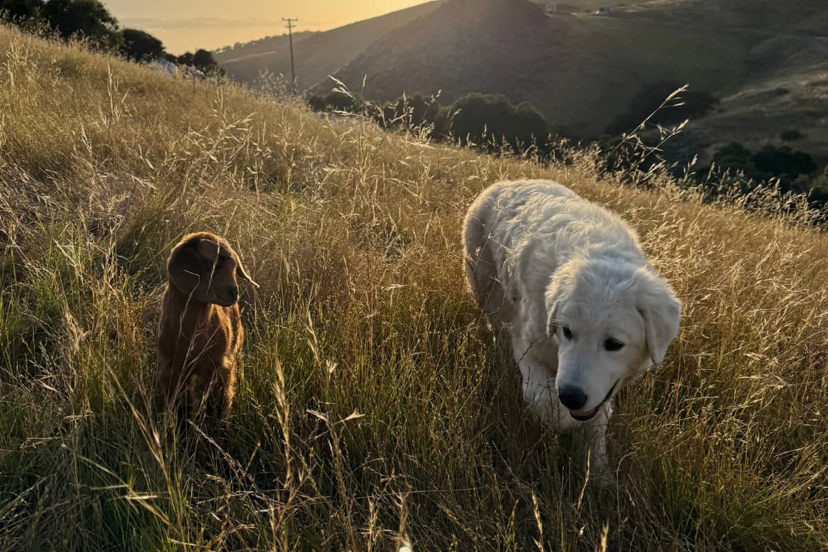 c6K7k8aEQwY31dfbgtHPZM When the Right Homes Show Up: A Week of Maremma Placements
