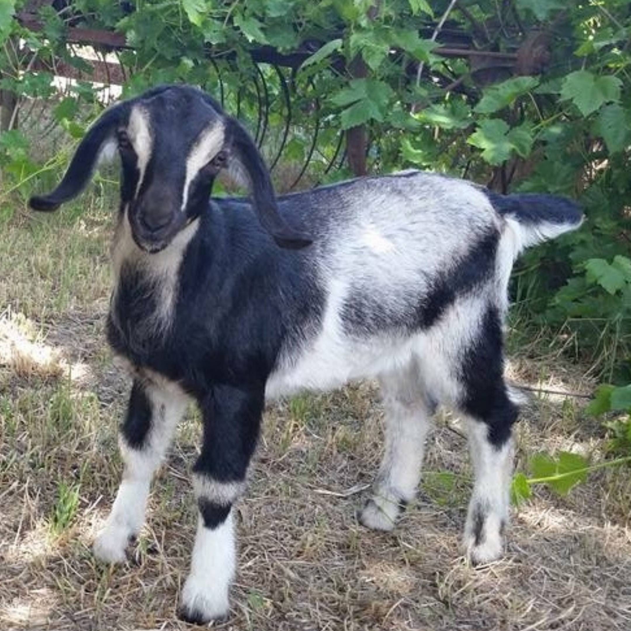 Dairy Goat Reservation Fee