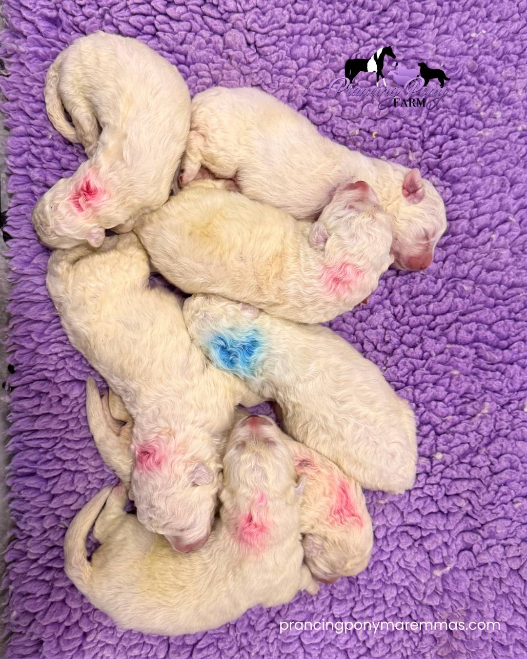 email The Maremma Sheepdog Resource the Internet Was Missing
