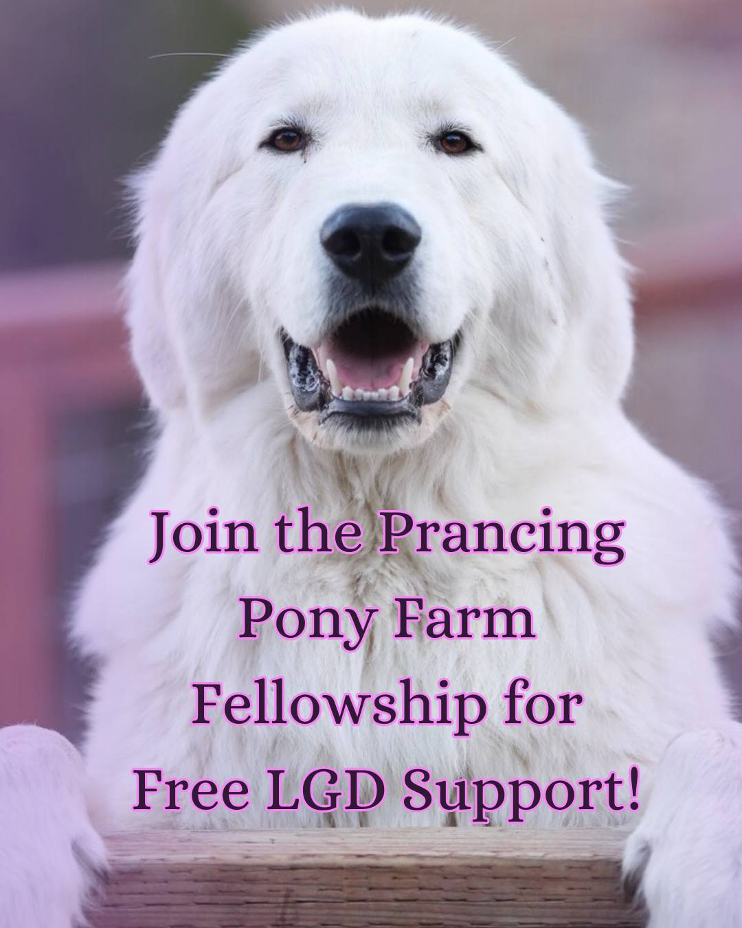 email Survey results: You told me to revive what I already built (and create something exclusive)