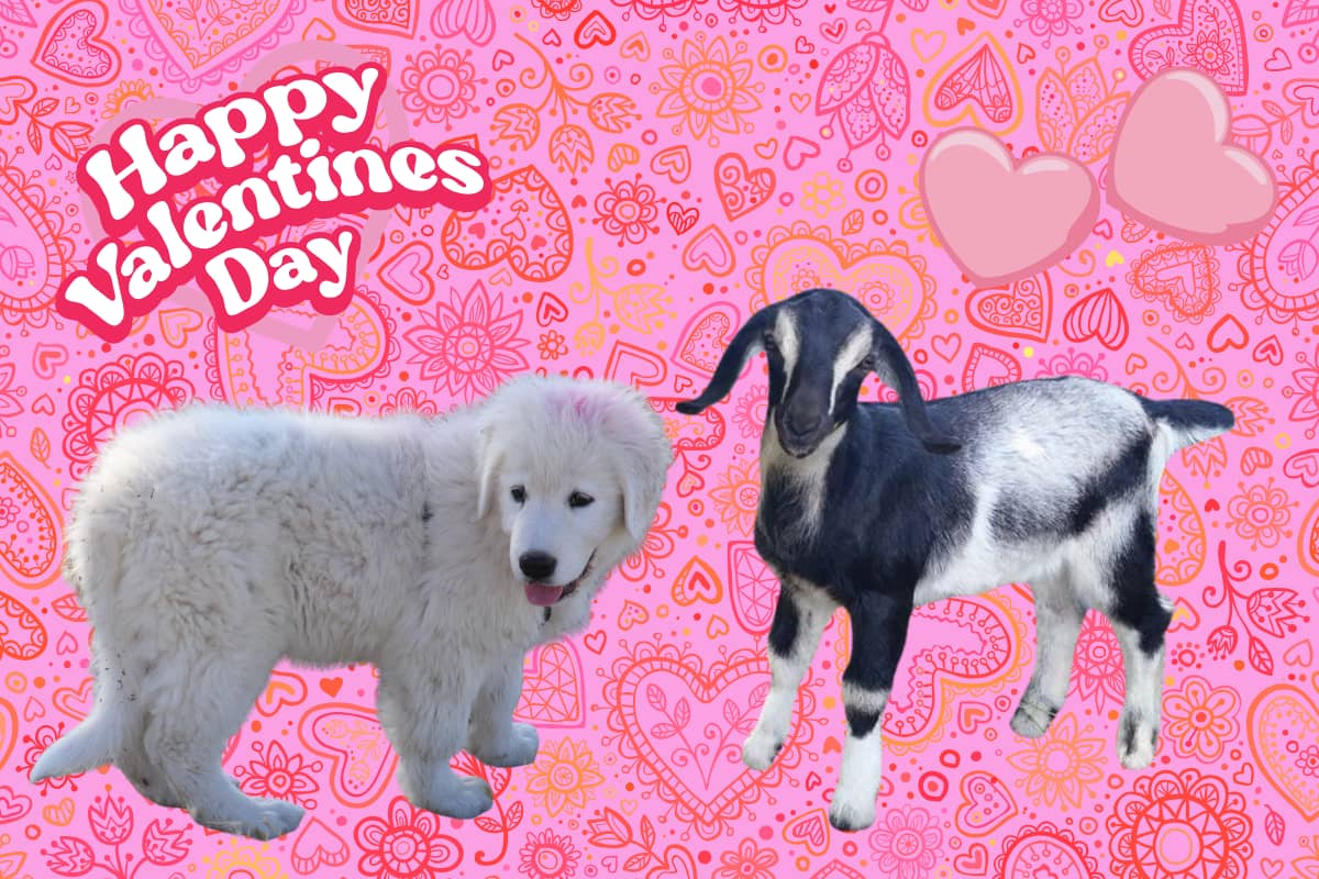 email 💕Love Your Livestock: Valentine's LGD Bonuses Through Feb 14