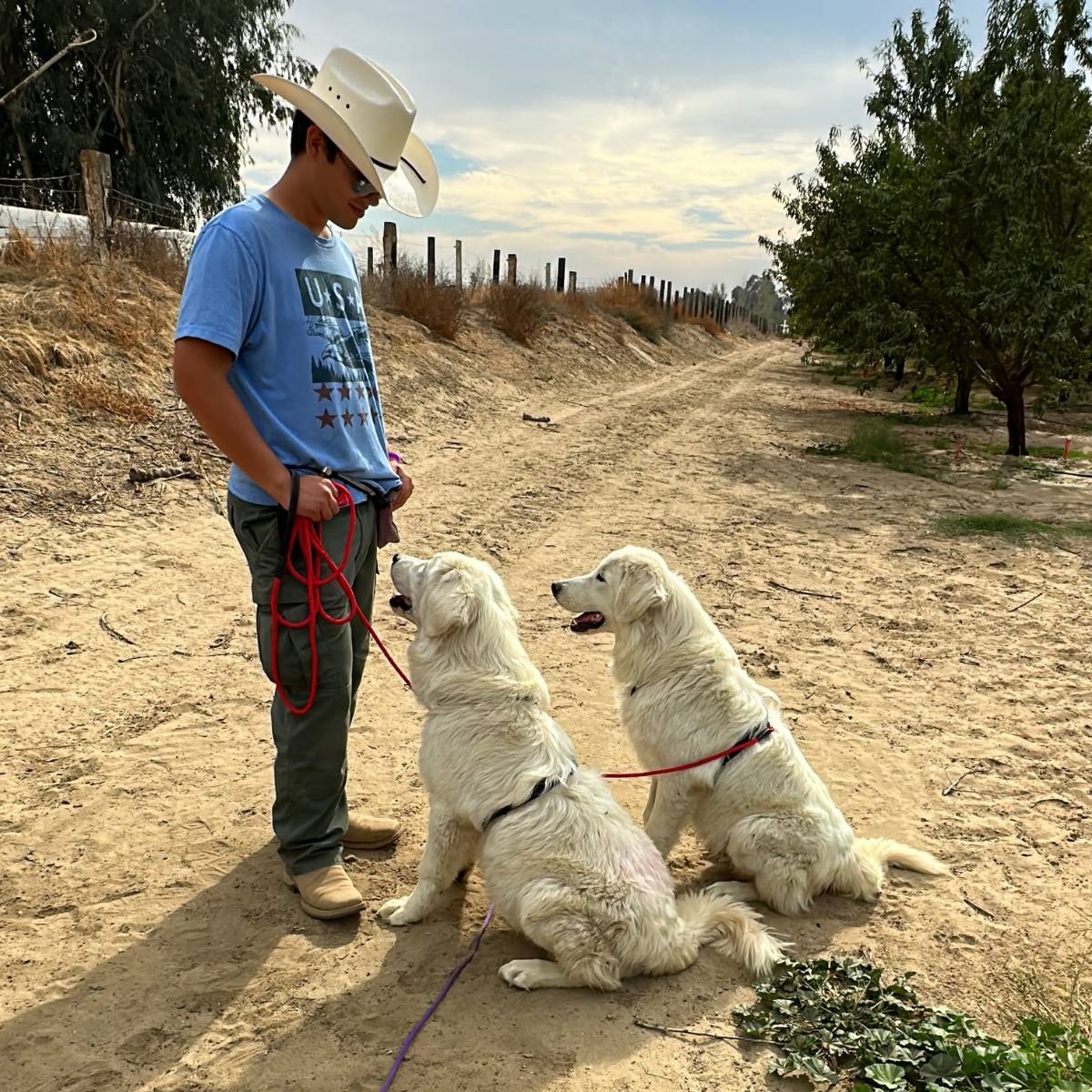 email Why It's Okay If Your Maremma Sheepdog Puppy Doesn't Know "Sit" Yet