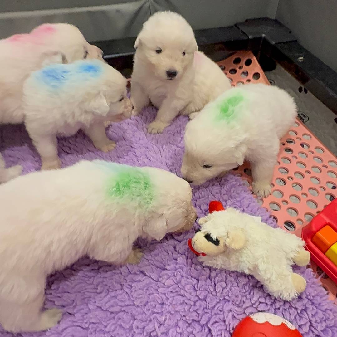 Three-week-old Maremma Sheepdog puppies at Prancing Pony Farm