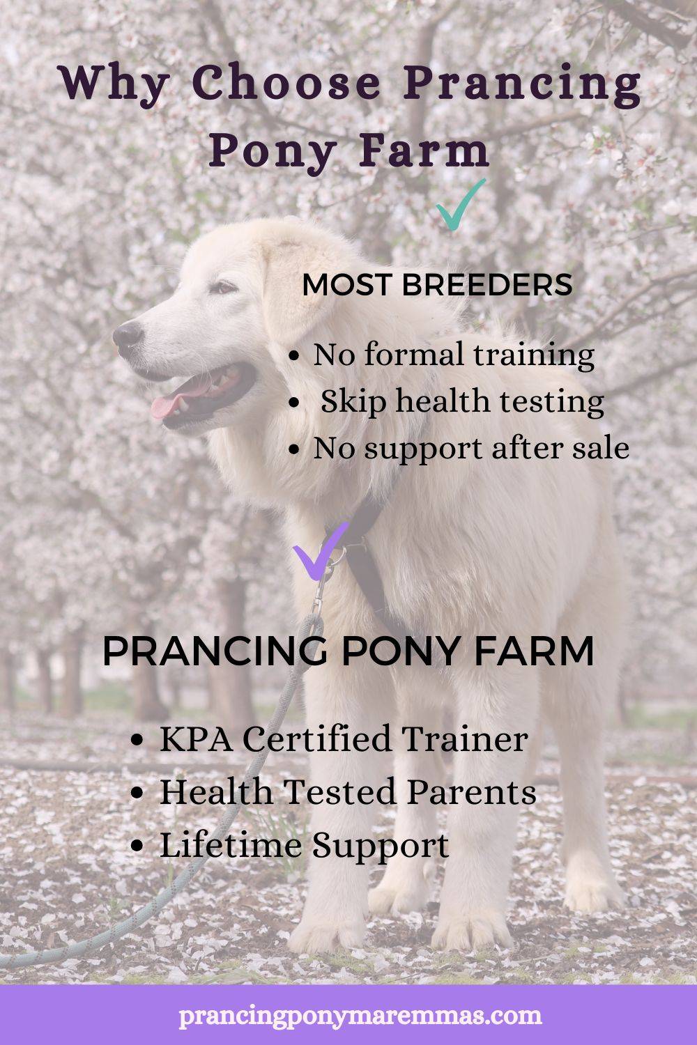 Not all Maremma breeders are equal. We offer: Karen Pryor Academy certified training (most breeders have ZERO formal training education), comprehensive health testing, Puppy Culture socialization from birth, force-free methods, genuine lifetime support from a Licensed Family Dog Mediator. MSCA Code of Ethics. The nation's most professional Maremma program since 2016.#MaremmaBreeder #WhyChooseUs #CaliforniaMaremmas #EthicalBreeding #ProfessionalBreeder