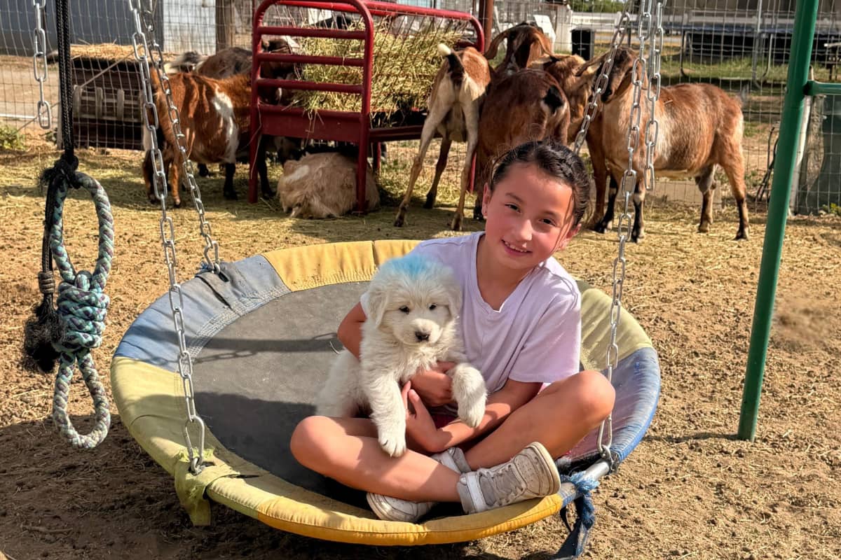 email When the Right Homes Show Up: A Week of Maremma Placements