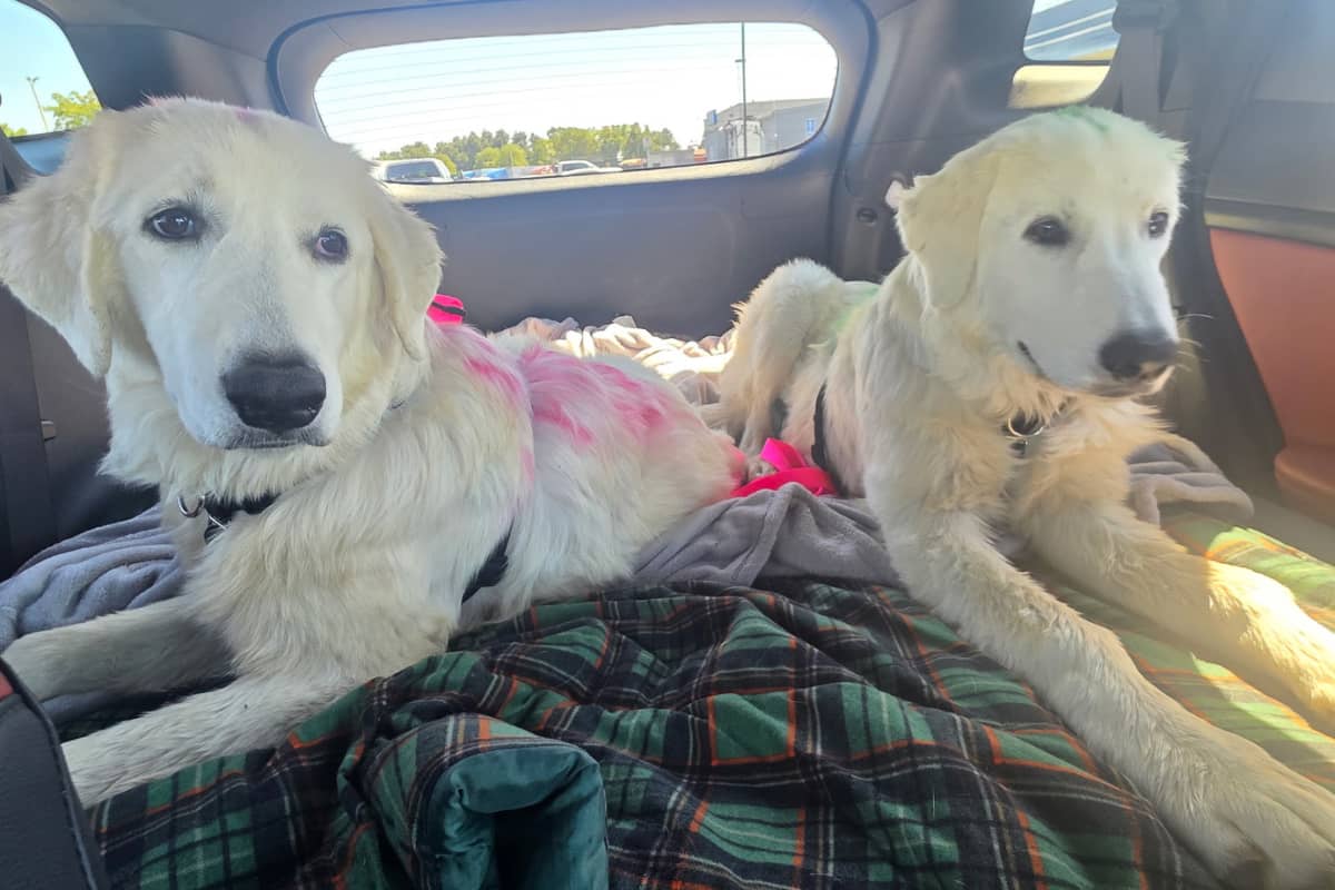 email The truth about "littermate syndrome"