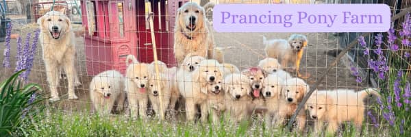 Looking for a faster way to get your Maremma QUESTIONS answered?