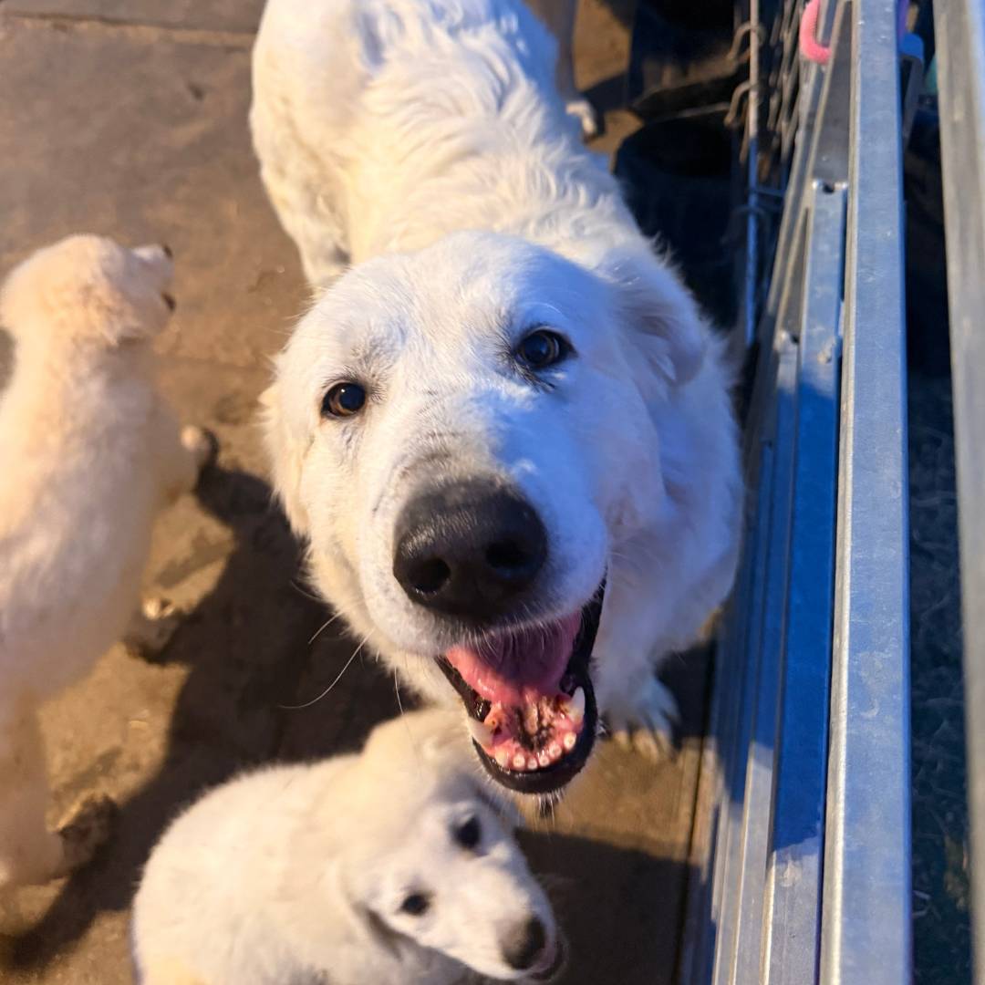 email This is what a Maremma Sheepdog's instinct actually looks like