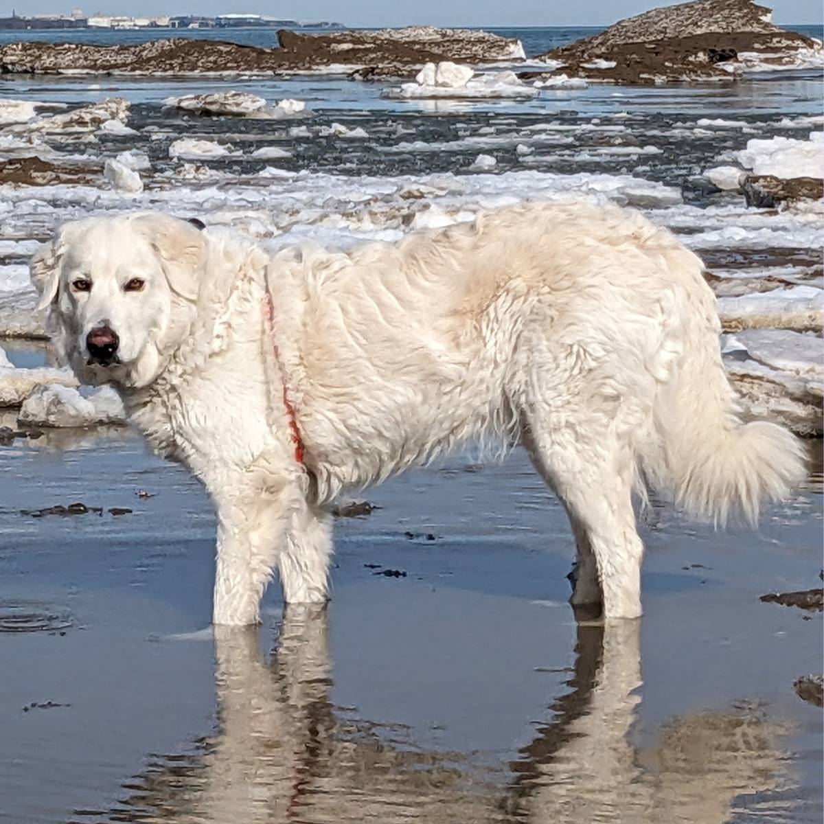 email The Maremma Sheepdog Resource the Internet Was Missing
