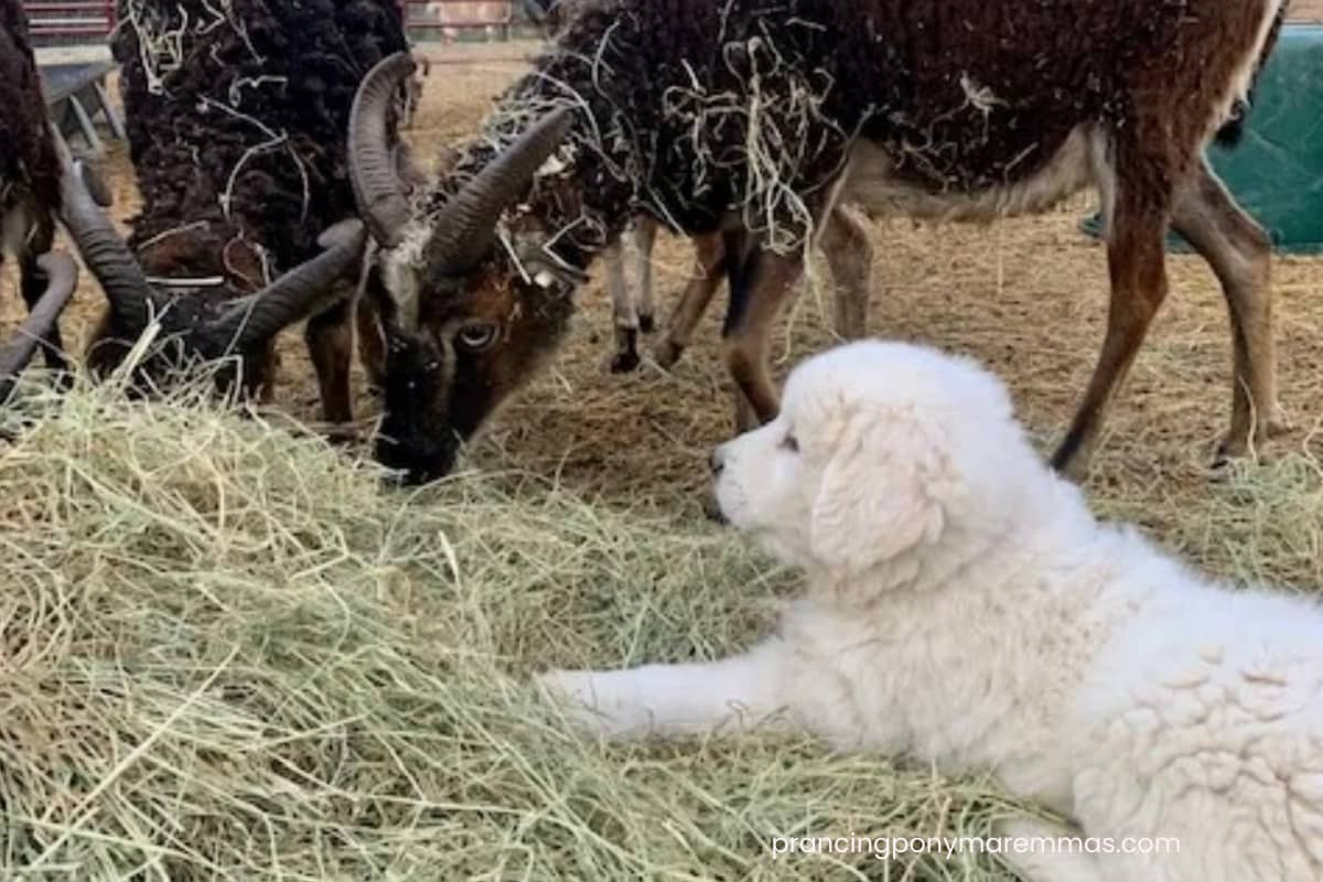 email Your farm dog is going to look like a farm dog (and that's okay)