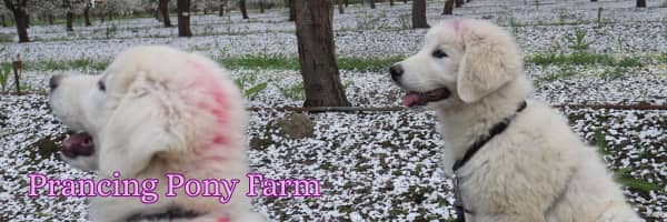kB5u8eh5PGNKWmqstrH51M Summer Ear in Livestock Guardian Dogs: Causes, Treatment & Prevention