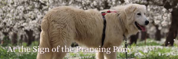 How Caia Traveled 2,500 Miles to Her Forever Home in Maui 🌺