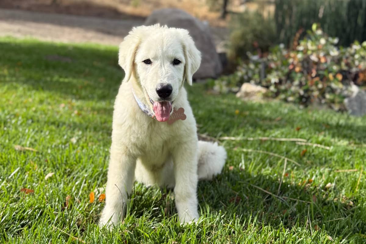 email Why It's Okay If Your Maremma Sheepdog Puppy Doesn't Know "Sit" Yet