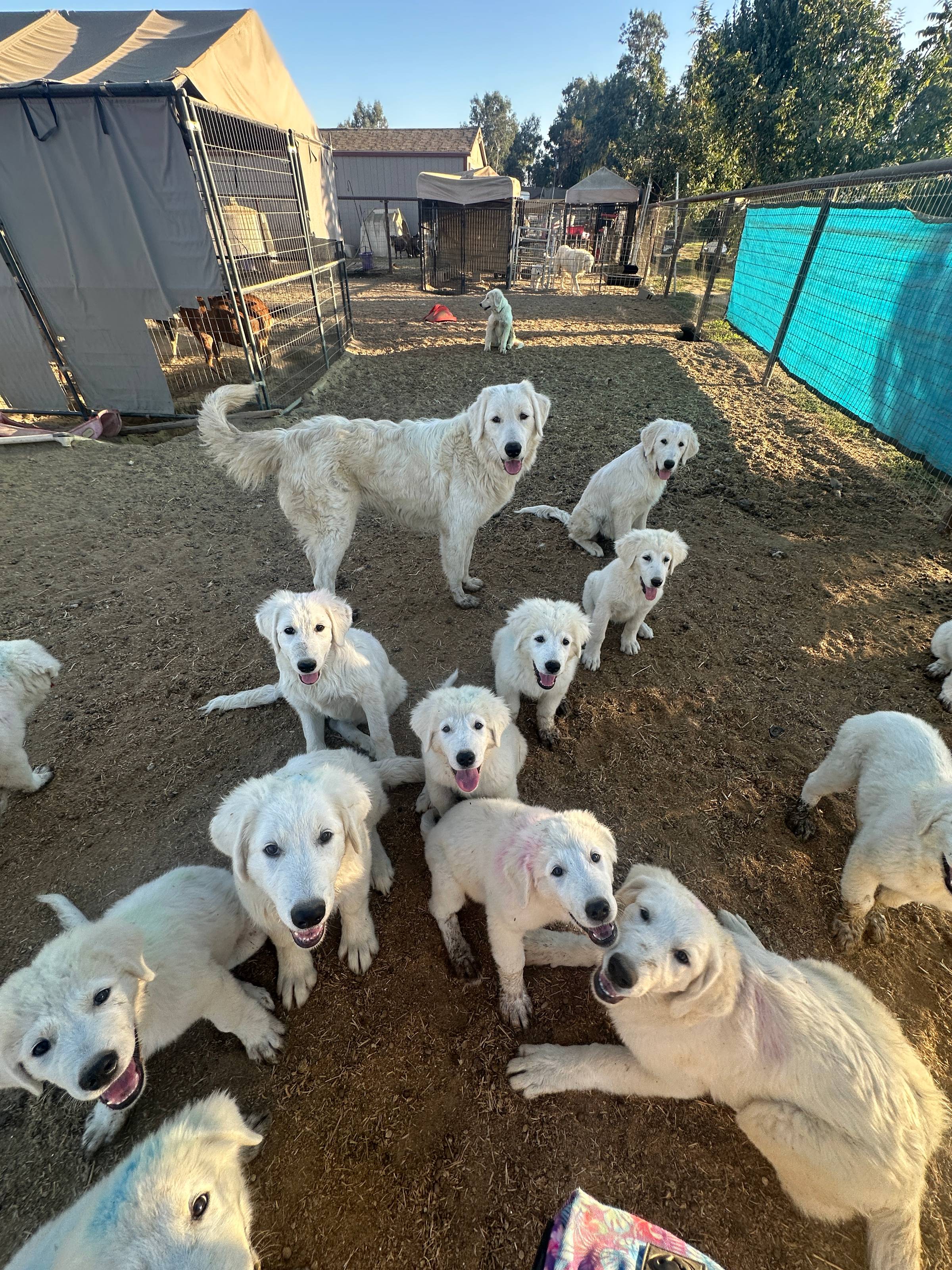 🥰 My Maremmas Help Feed the Needy. (And a LGD Training video.)