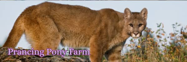 khe6d1FGuEe6J8ArrbwZSw 🫣 There was a mountain lion captured 15 minutes from my house!
