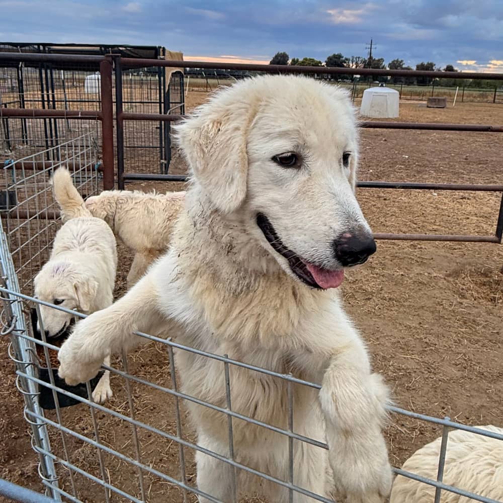 kt3XD37RVNPr1XBFNCFPuB 🦮 If you have a dog (any dog), read this