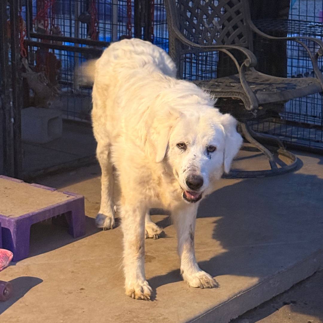 kuputB25GA4Co27TrcTHqQ This is what a Maremma Sheepdog's instinct actually looks like
