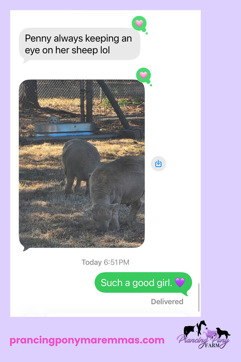 email Get Your Maremma Sheepdog Questions Answered Live, Every Week