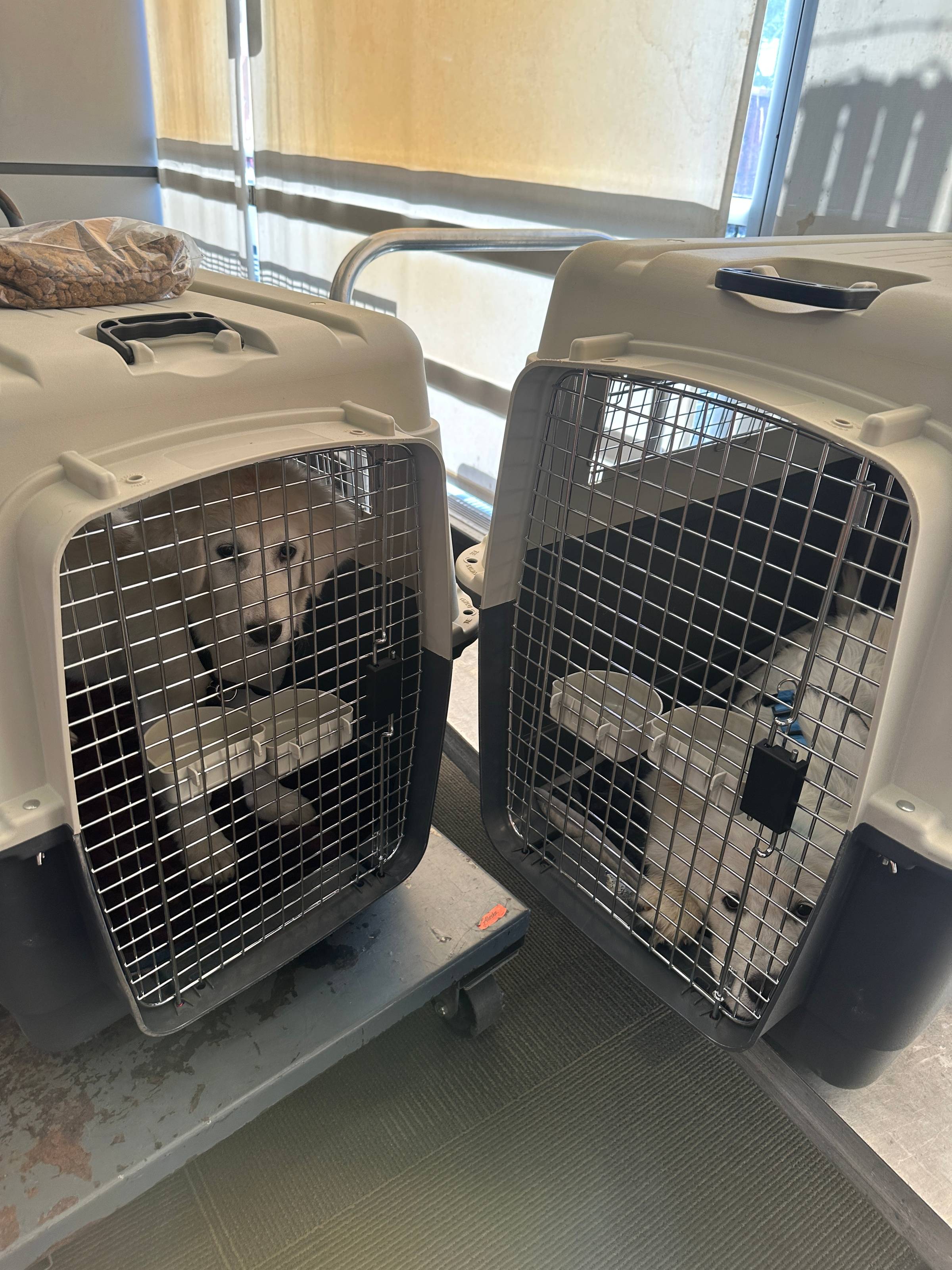 🥰 My Maremmas Help Feed the Needy. (And a LGD Training video.)