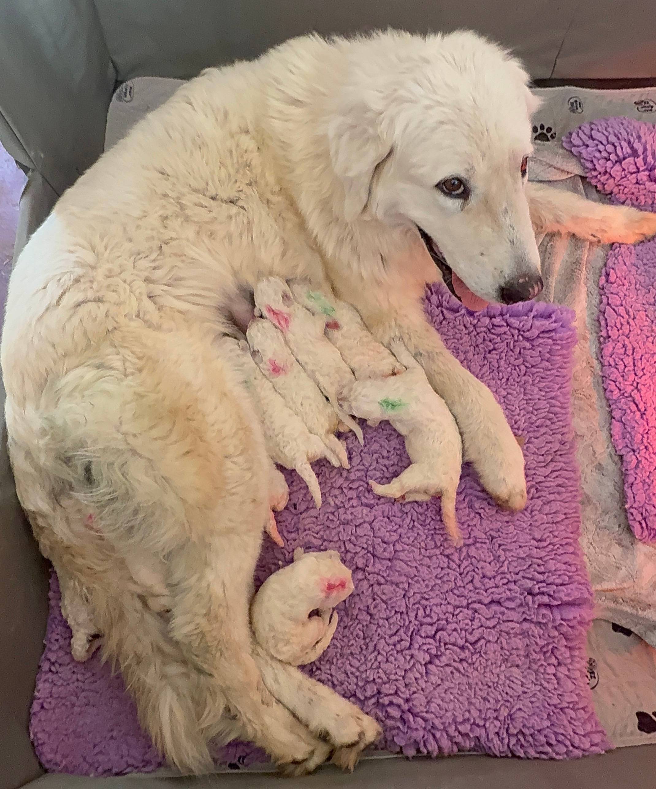 Proud mama Maremma Sheepdog Electra nursing her litter of nine fluffy white puppies born on April 18th. The puppies are nestled together in a cozy whelping area, showcasing their healthy growth at approximately two weeks old. Electra watches over them att