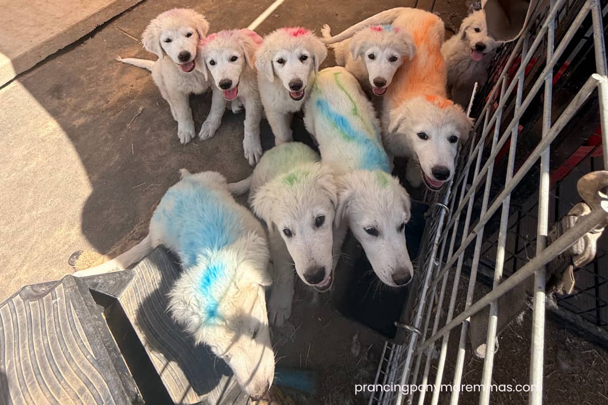 Prancing Pony Farm Maremma Sheepdog puppies - Cameo litter 2026