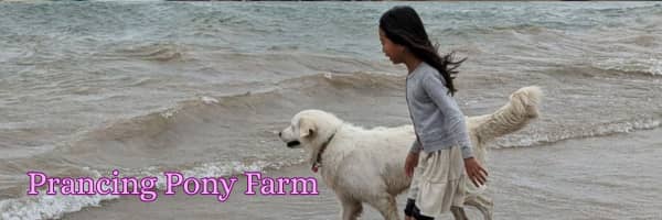 I Used to Say No — The Truth About Companion Maremmas