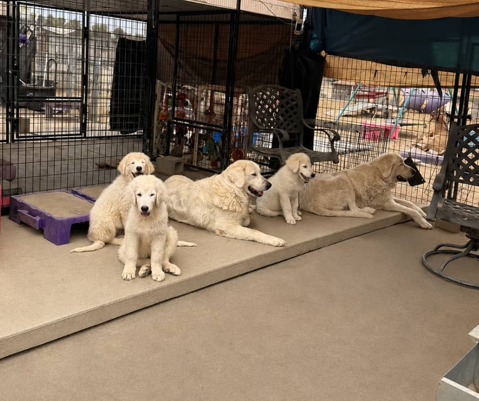 email Do Maremmas Bark at Nothing? Livestock Guardian Dog Q&A
