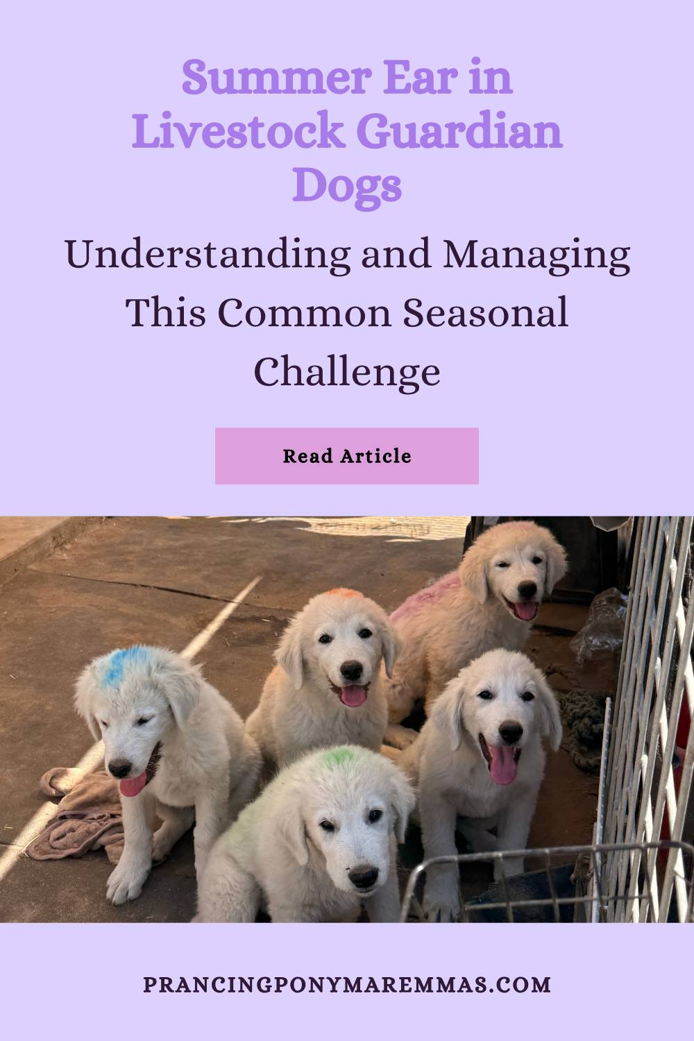 pBFVXM6ntNBf6D9nyyZq11 Summer Ear in Livestock Guardian Dogs: Causes, Treatment & Prevention