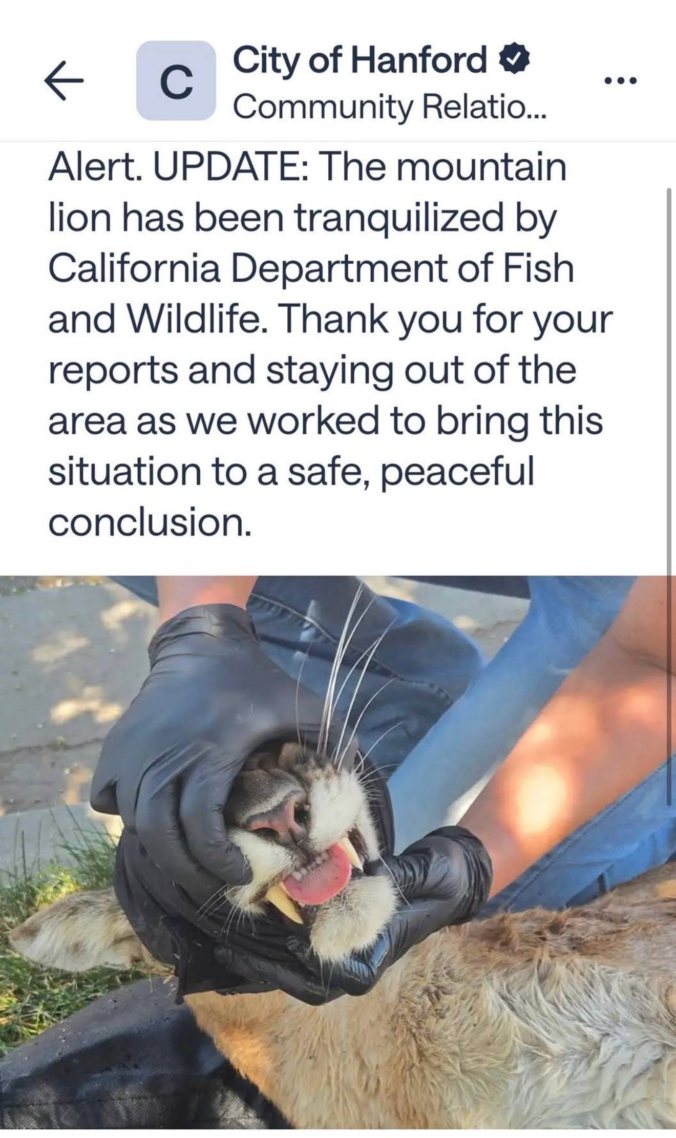 email 🫣 There was a mountain lion captured 15 minutes from my house!