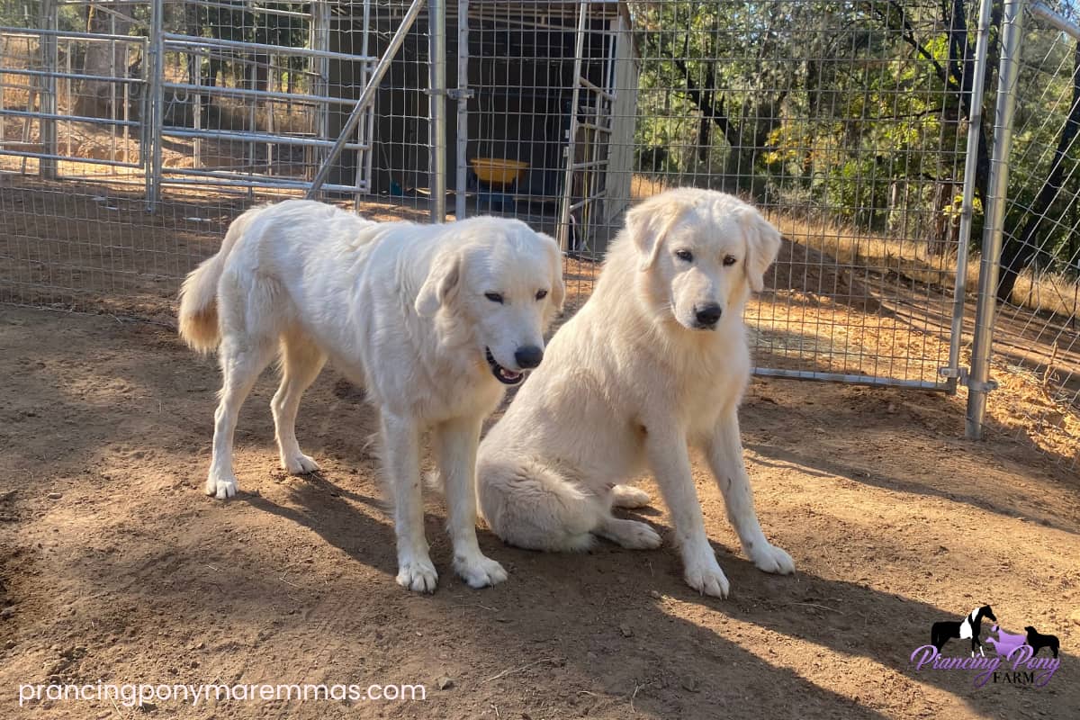 email Do Maremmas Bark at Nothing? Livestock Guardian Dog Q&A