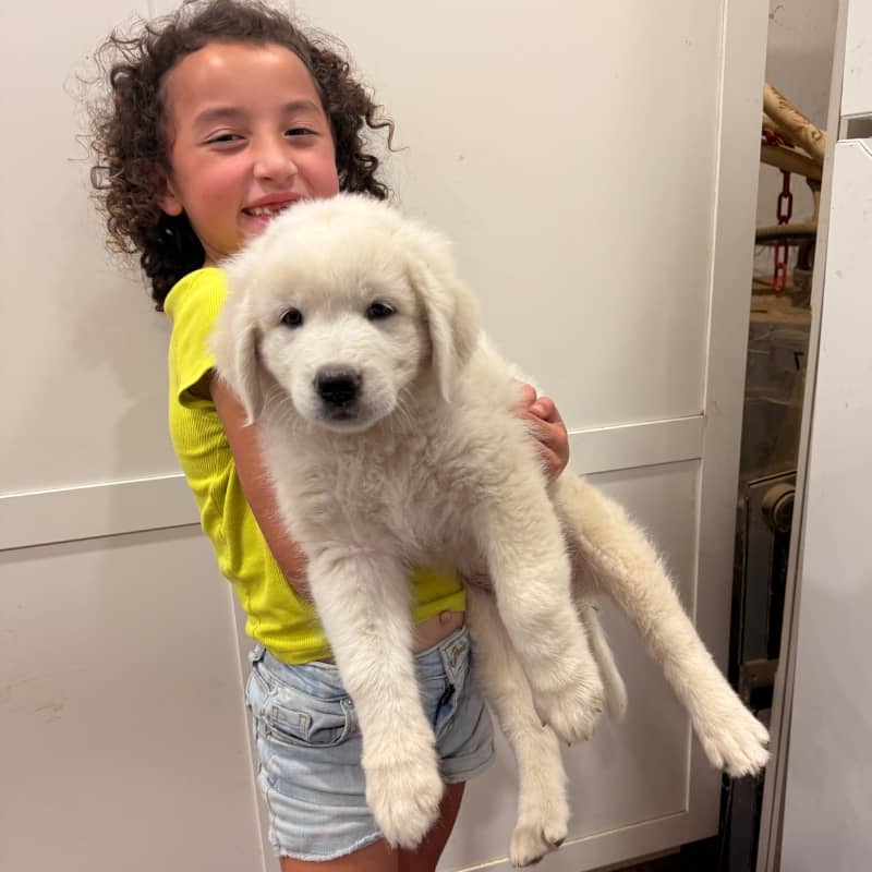 8-week-old Maremma Sheepdog puppy being held by young girl, demonstrating proper child socialization for livestock guardian dogs