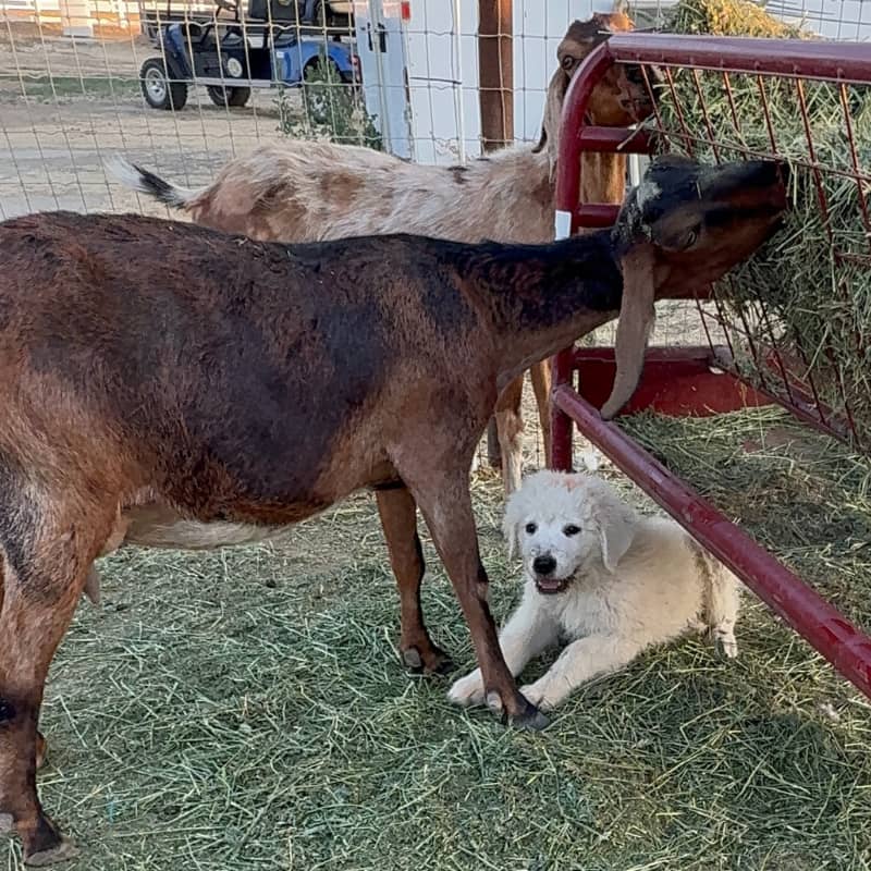 A Prancing Pony Farm Maremma puppy with two Mini Nubian goats