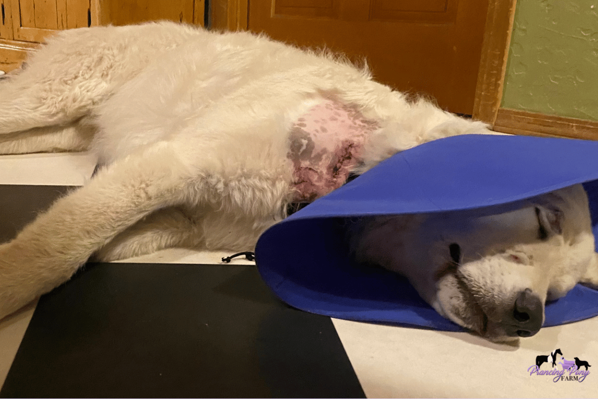 pvesFqbKPrmuZ5J7pzbwmr The Anonymous Letter, the Sheriff, and the Mountain Lion: One Maremma Family's Wild Month