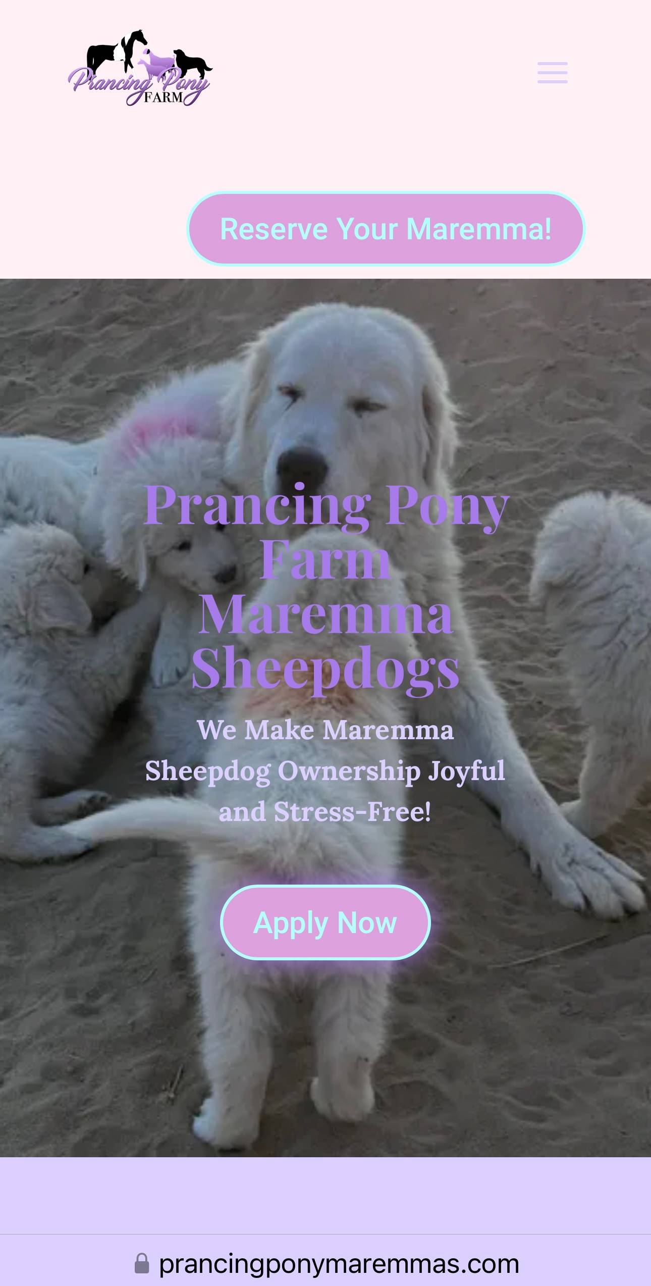 qDGqaEF9jTHtKbLu1iCCgr 🐶💜 Watch me train 11 puppies at once!