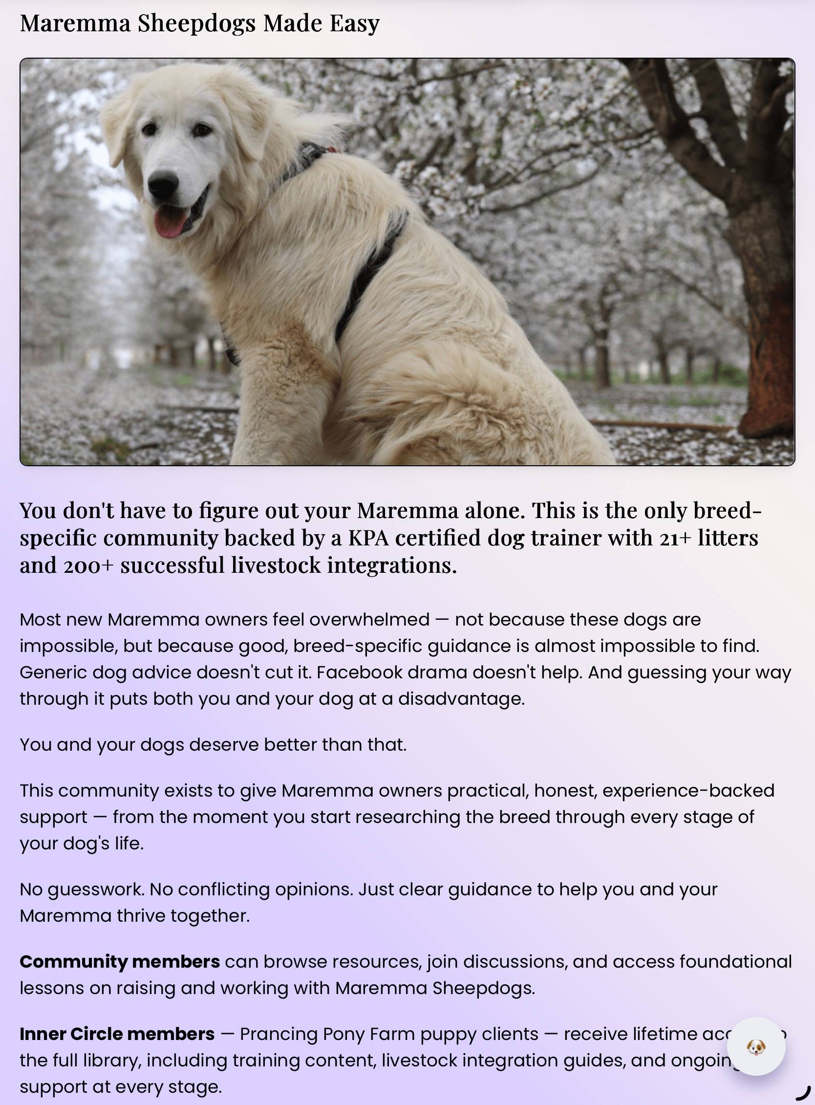 email Maremma Sheepdog Puppies: Moving Fast as Fall Approaches